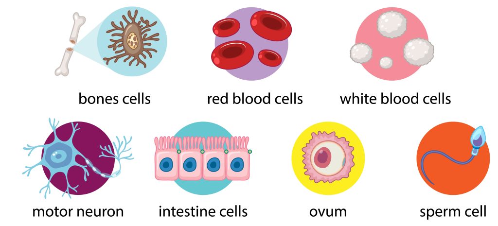 Cellular Regeneration of the Human Body