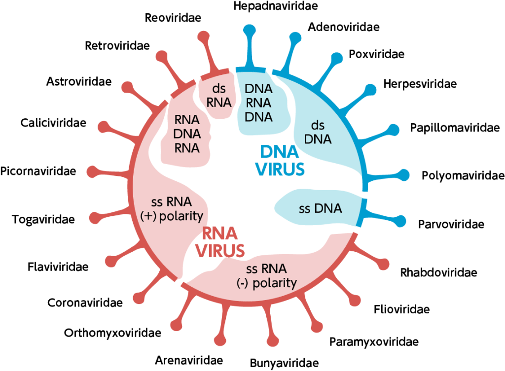 What Are Viruses and How Can We Avoid Them